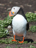 Atlantic Puffin