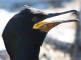Shag