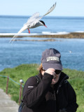 Attack of the Arctic Terns