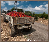 Red hot Chili Peppers picking season