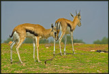 Gazelle