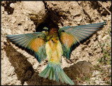 Bee-Eaters