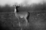 young buck in B&W