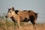 feral boar