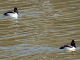 A pair of ring necked ducks