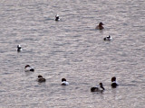 Ducks