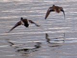 Flying
