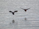 Gliding over the water