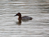 A wet canvasback I think