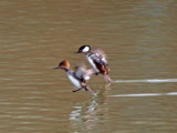 Hooded Mergansers come in for a landing