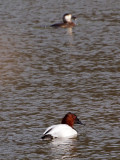 Canvasback