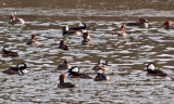 Big collection of hooded mergansers