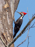 Pileated Woodpecker