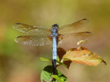 Reflections on dragonfly wings