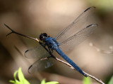 Dragonfly wings