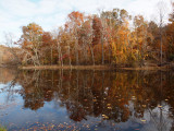 Leaves in the water