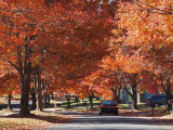 A neighborhood street