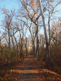 After the leaves have fallen