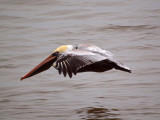 Skimming over the water