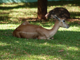 Young deer in the shade