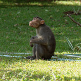 The monkey on the lawn
