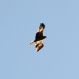 The hawk above the swamp in the evening light