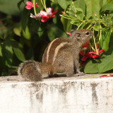 The Indian squirrel