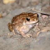 Frog or toad?