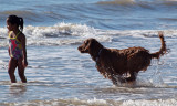 A wet dog and a girl