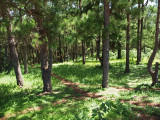 Pathway between the pine trees