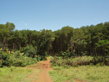 Looking back after exiting the woods