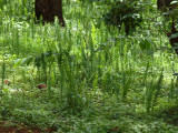 Ferns among the pine trees