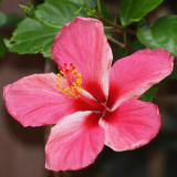 Madame Sows Hibiscus