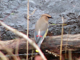 Cedar Waxwing