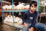 Boy selling live chickens - Esfahan