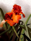 Orange Iris