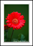 Gerbera Daisy in The Rain