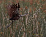 Toho Limpkin by the Reeds.jpg