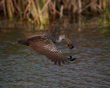 Toho Limpkin with a Snail 01.jpg