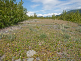 Alpine Wildflower Meadow