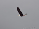Bald Eagle Carrying Fish