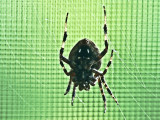 Orb Weaver Spider  Neoscona Crucifera ventral view