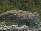 A pair of Bald Eagles on the shore