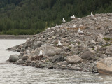 Mew Gulls (Larus Canus) Sitting on Nests
