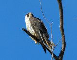  Peregrine falcon 