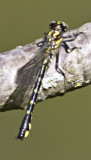 Piedmont Clubtail