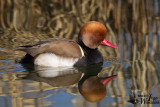 Adult male Red-crested Pochard in breeding plumage