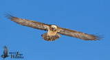 Subadult Bearded Vulture (ssp.  aureus )