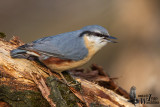 Adult male Eurasian Nuthatch (ssp.  caesia )