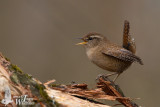 Adult Eurasian Wren (ssp.  troglodytes )